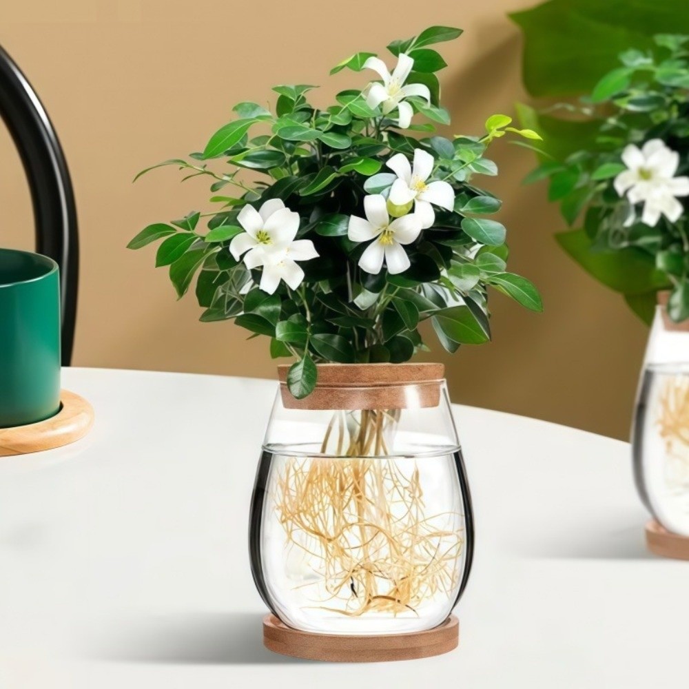 وعاء زهور هيدروبوني شفاف مع صي - مراجعة Propagation Station Vase وسعره