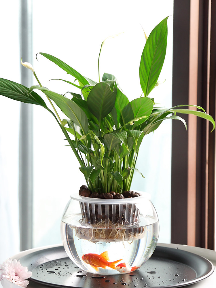 مزهرية زجاجية للزراعة المائية، - مراجعة Propagation Station Vase وسعره